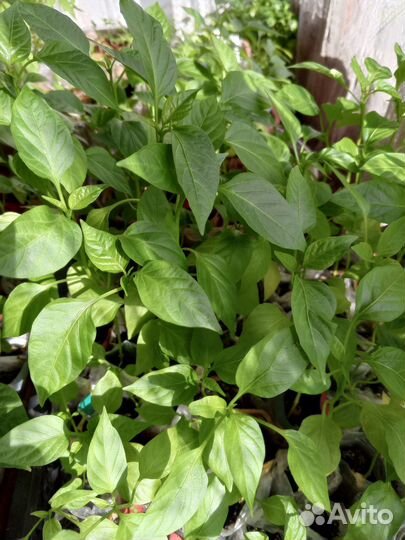 Рассада сладкого перца стаканчиках