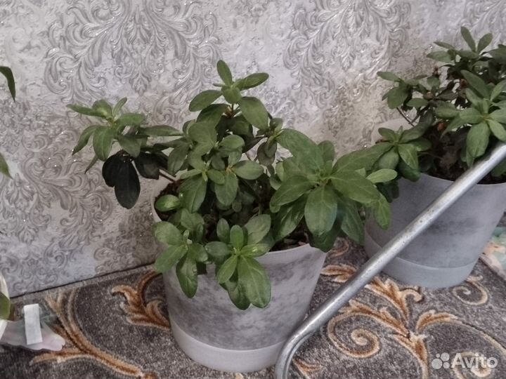 Комнатные растения