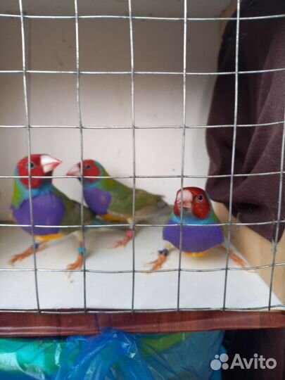 Амадины гульда