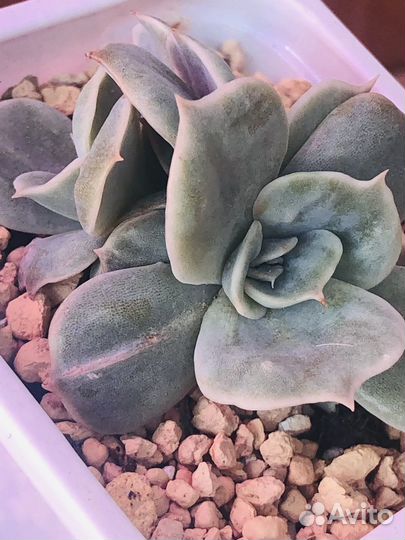 Редкие эхеверии/Marble, Gilo