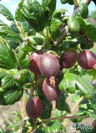 Саженцы крыжовник без шипов Грушенька