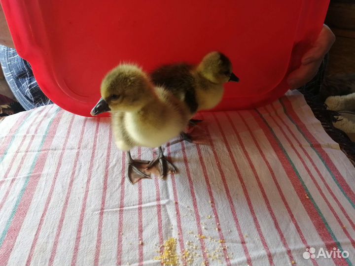 Гусята, утята