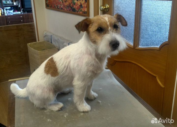 Груминг собак, кошек и кроликов