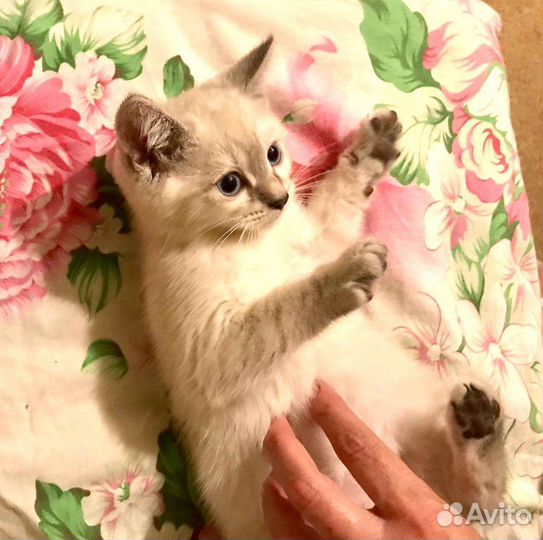 Кошка в дар