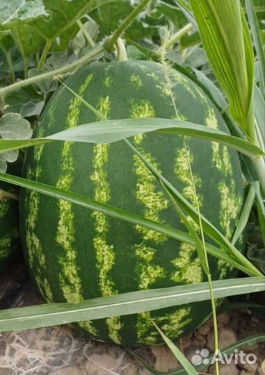 Арбуз оптом