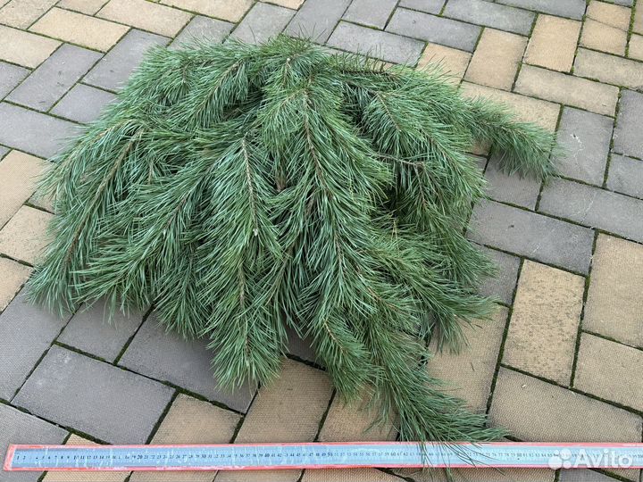 Сосновый лапник