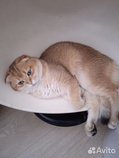 Котик
