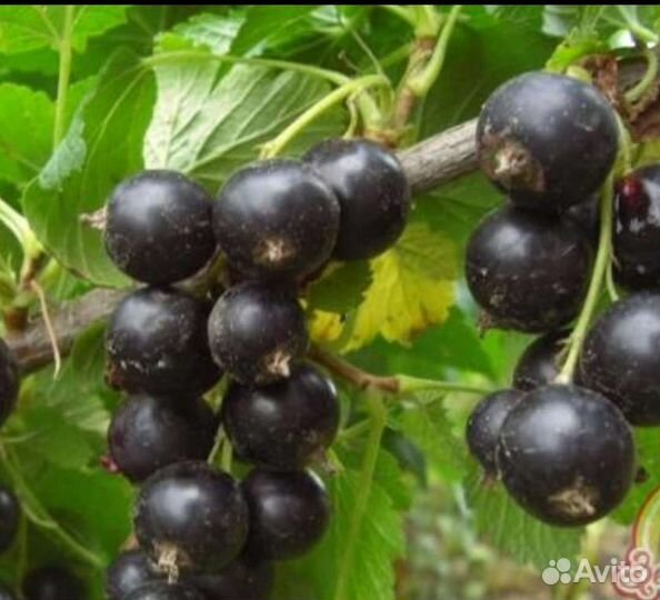 Саженцы черной смородины