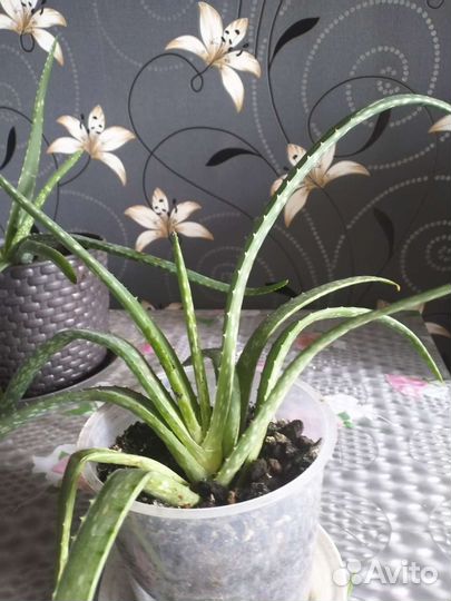 Алоэ вера растение