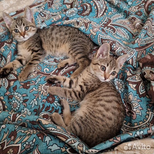 Отдам котят