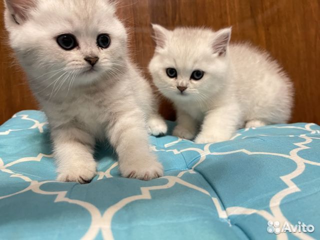 Котята серебристые шиншиллы