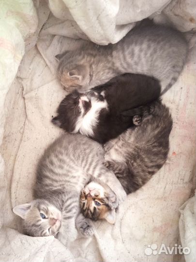 Котята в добрые руки бесплатно