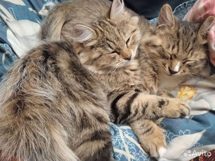 Кошки в добрые руки бесплатно