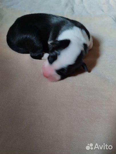 Щенок бордер колли шоколад