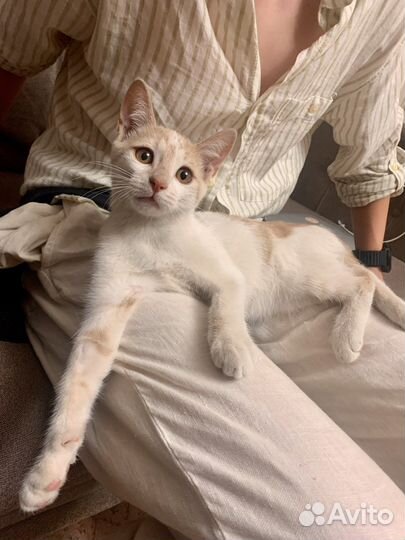 Котенок 4,5 мес