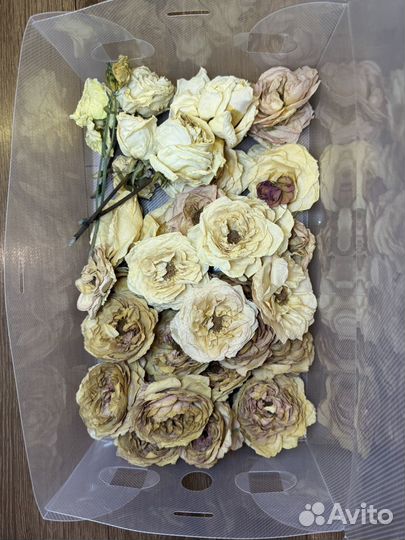 Высушенные цветы для творчества (сухоцветы)