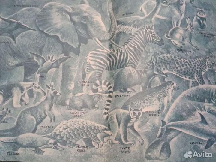 Книги.Жизнь животных