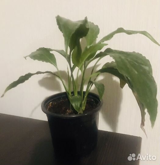 Спатифиллум Sweet Rocco
