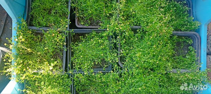 Мшанка шиловидная