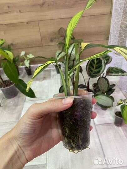 Маранта, Калатея Мисти, Маккоя,Анжела