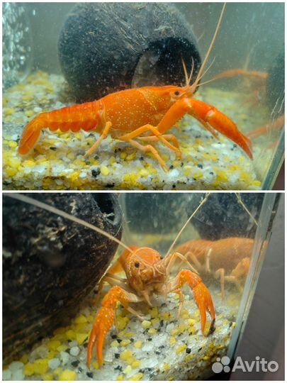 Аквариумные раки