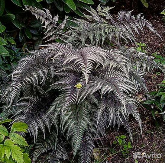 Кочедыжник ниппонский Металликум