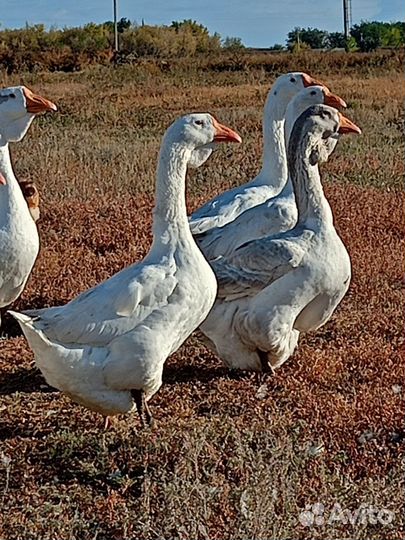 Холмогорские гуси
