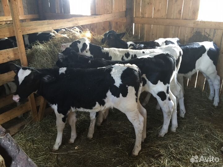 Телята бычки на откорм от 80 кг