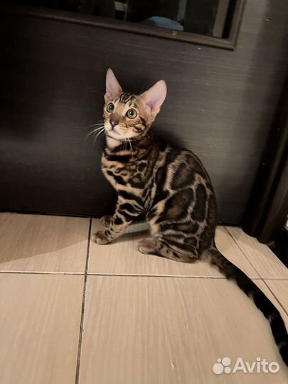 Бенгальские котята девочка