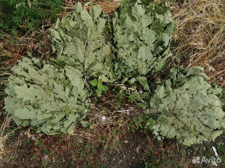 Веники для бани