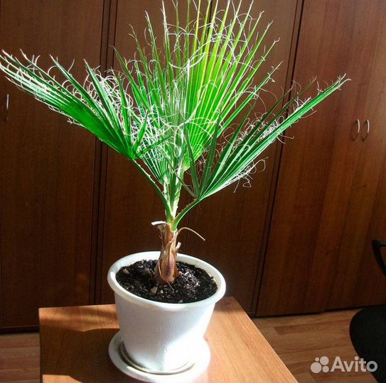 Пальма вашингтония