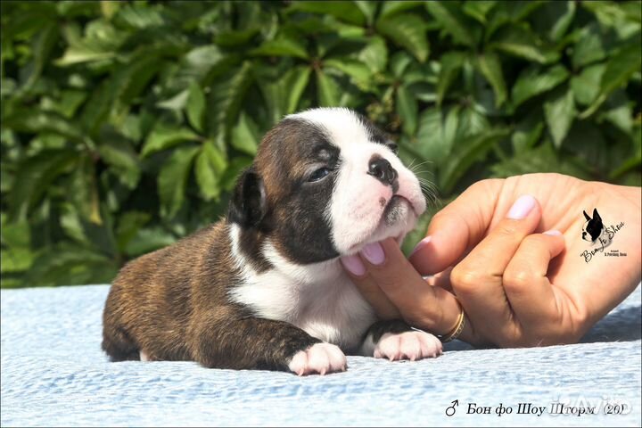 Бостон терьер