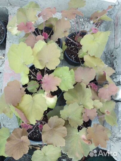 Гейхеры сортовые