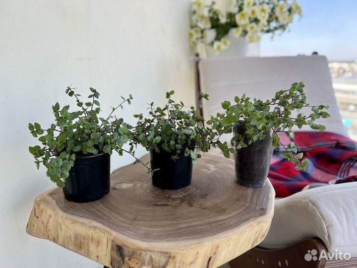 Традесканция мелколистная Коллизия