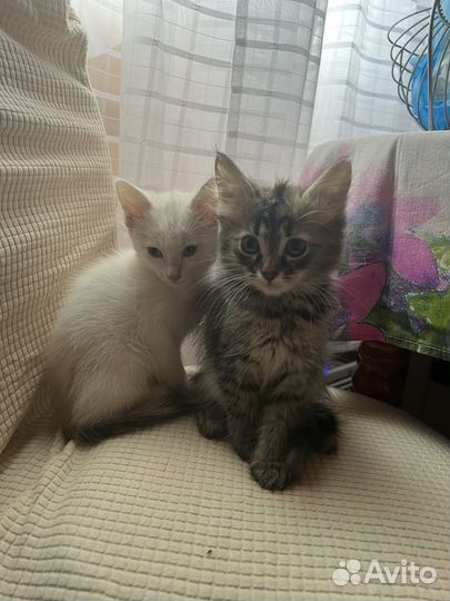 Кошки в добрые руки