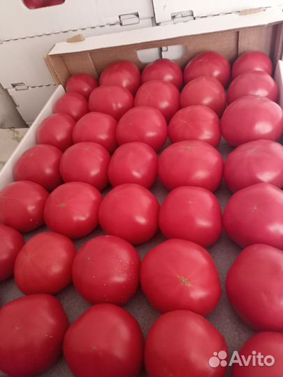 Помидоры