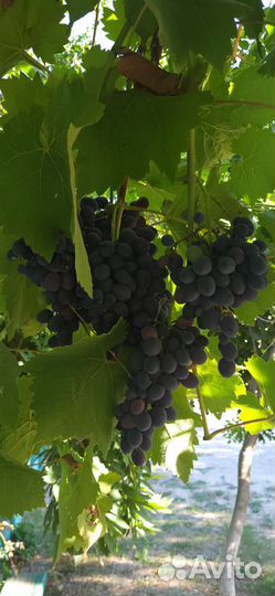 Виноград на вино