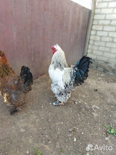 Петухи Брама Крапчатая на развод 9мес