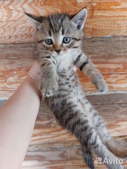 Котята тигровые