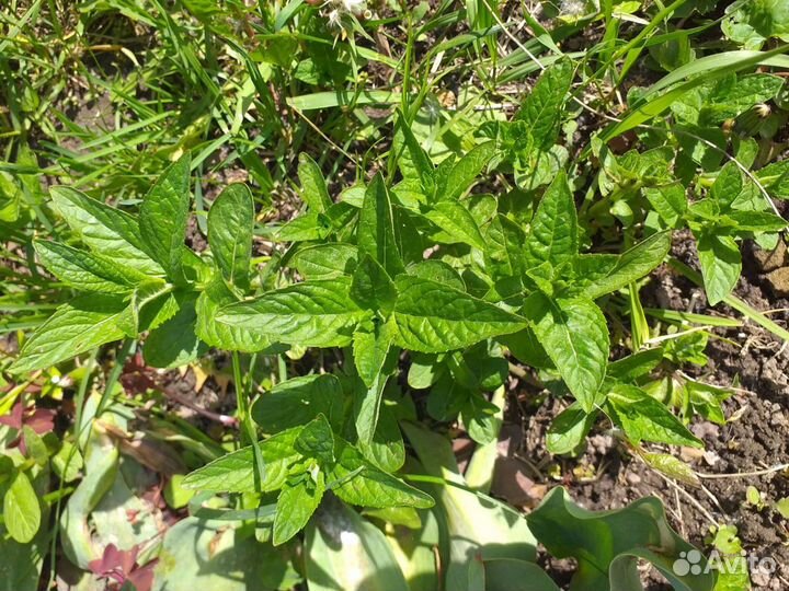 Рукола, мелисса, мята