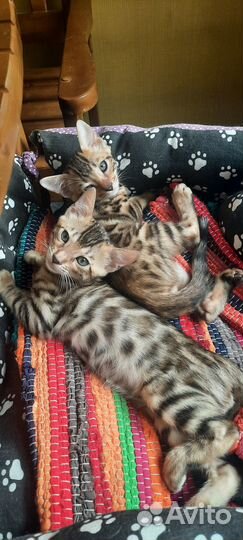 Бенгальские котята