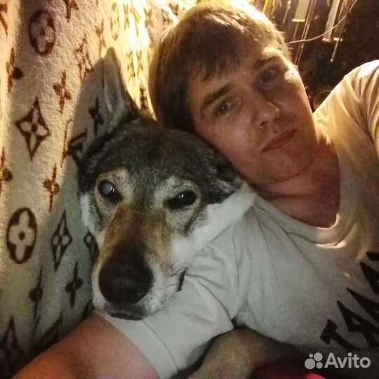 Передержка, выгул собак, ситтинг, зооняня