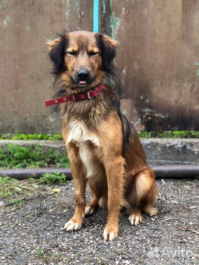 Собака в добрые ркки