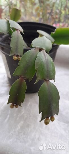 Декабрист шлюмбергера