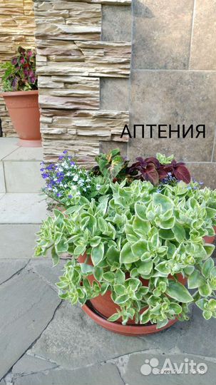 Герань и не только
