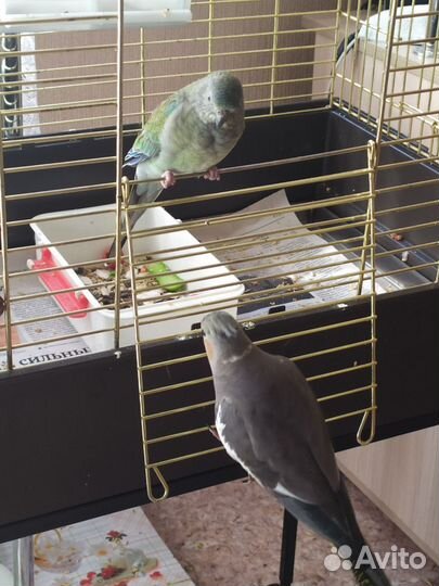 Попугаи певчие