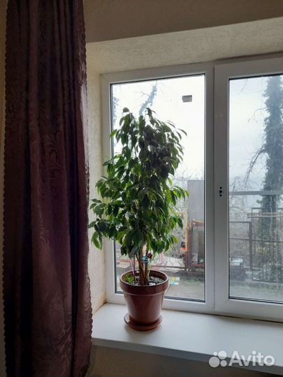 Фикус бенджамина большой