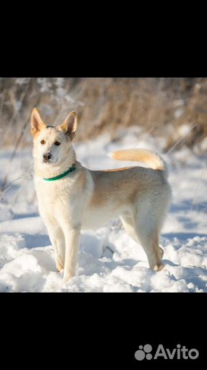 Собака в дар в добрые руки