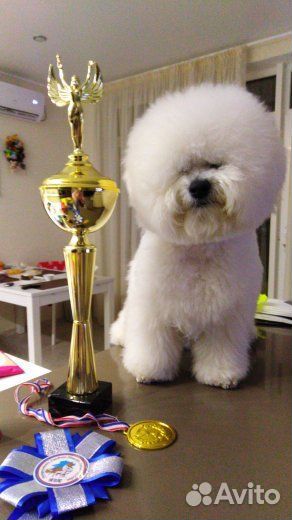 Бишон фризе вязка