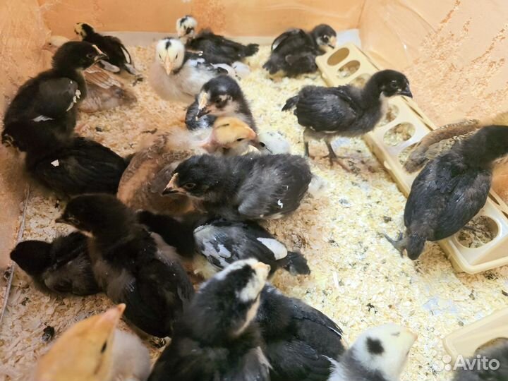Цыплята 2 недели